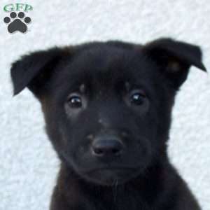 Felix, Belgian Malinois Puppy