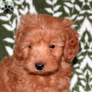 Felix, Mini Goldendoodle Puppy