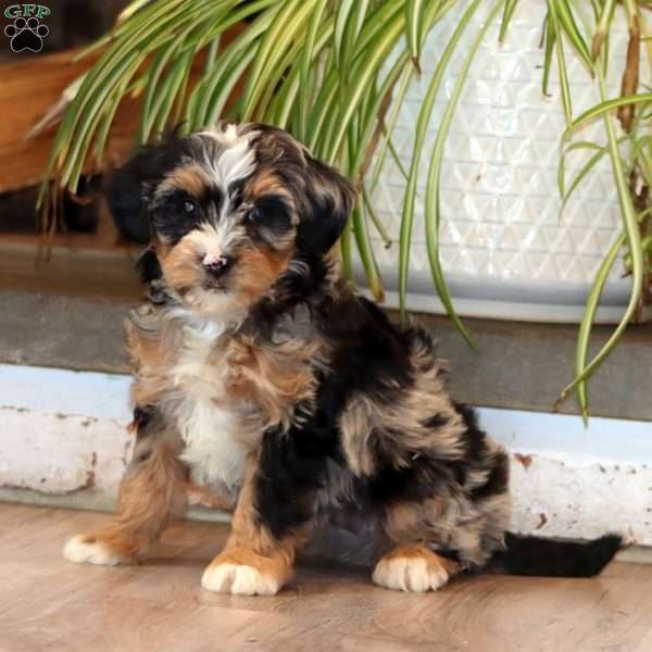 Fergie, Mini Bernedoodle Puppy