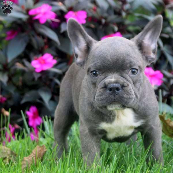 Fern, Frenchton Puppy