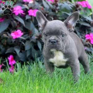 Fern, Frenchton Puppy