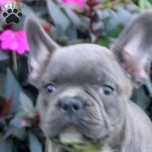 Fern, Frenchton Puppy