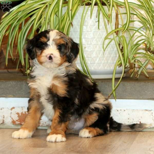 Fern, Mini Bernedoodle Puppy