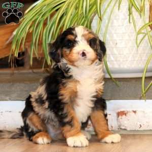 Fern, Mini Bernedoodle Puppy