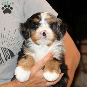 Fern, Mini Bernedoodle Puppy