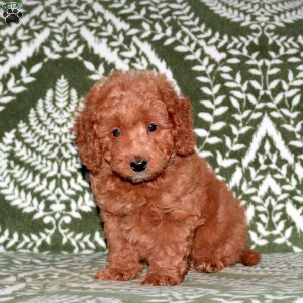Fido, Mini Goldendoodle Puppy