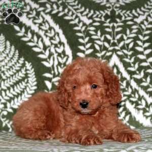 Fido, Mini Goldendoodle Puppy