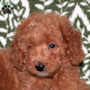 Fido, Mini Goldendoodle Puppy