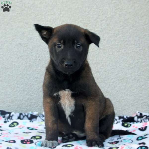 Finn, Belgian Malinois Puppy