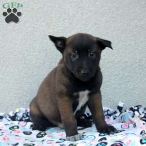 Finn, Belgian Malinois Puppy