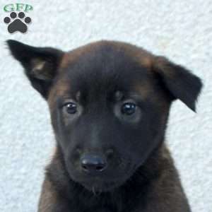 Finn, Belgian Malinois Puppy