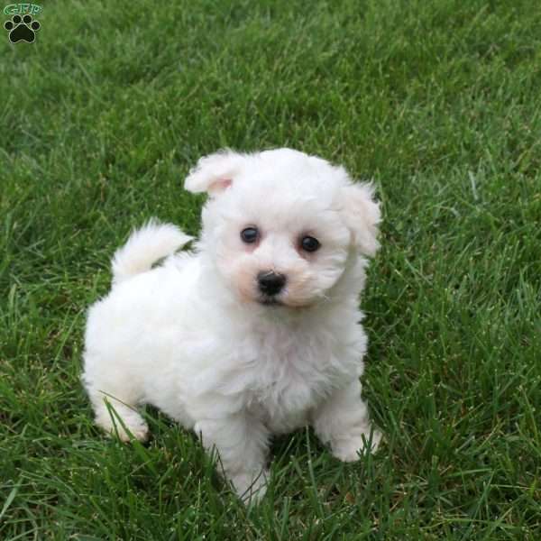 Fiona, Bichon Frise Puppy