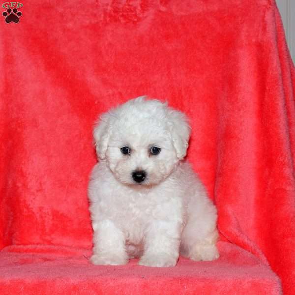 Fiona, Bichon Frise Puppy