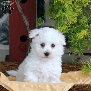 Fiona, Bichon Frise Puppy