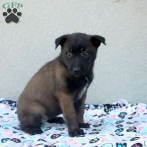 Fiona, Belgian Malinois Puppy