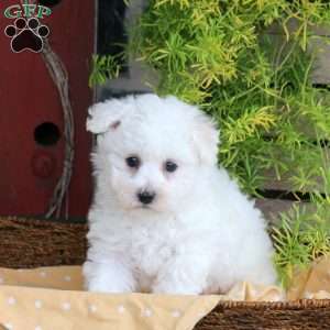Fiona, Bichon Frise Puppy