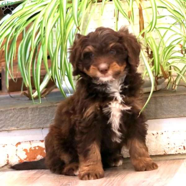 Flame, Mini Bernedoodle Puppy