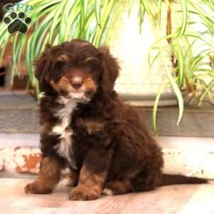 Flame, Mini Bernedoodle Puppy