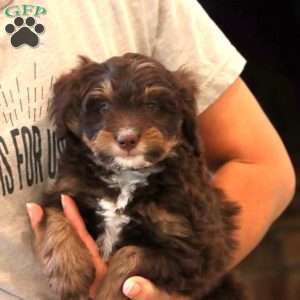 Flame, Mini Bernedoodle Puppy