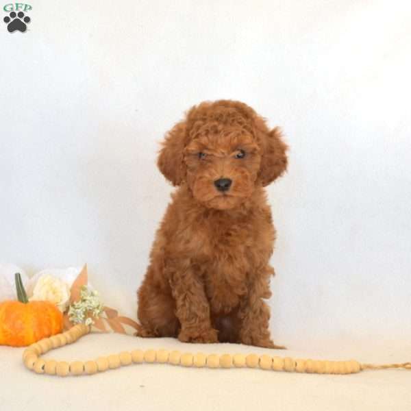 Flash, Toy Poodle Puppy