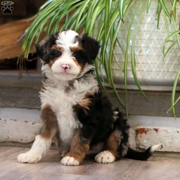 Flash, Mini Bernedoodle Puppy