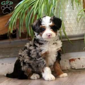 Flash, Mini Bernedoodle Puppy