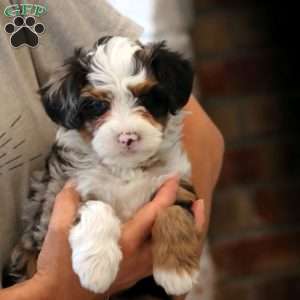 Flash, Mini Bernedoodle Puppy