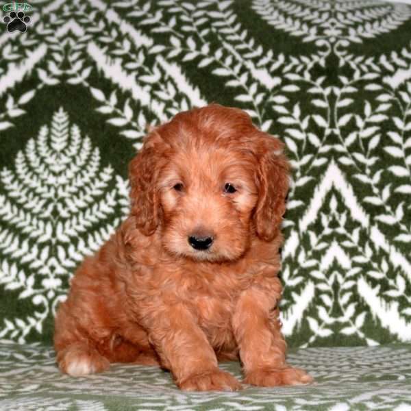 Fletcher, Mini Goldendoodle Puppy