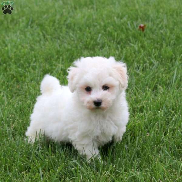 Fletcher, Bichon Frise Puppy