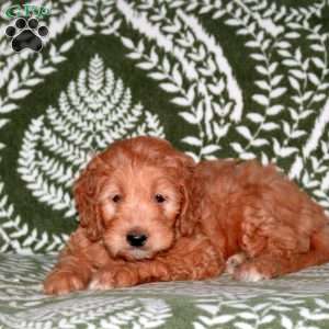 Fletcher, Mini Goldendoodle Puppy