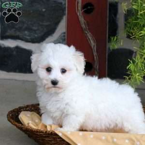 Fletcher, Bichon Frise Puppy
