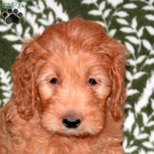 Fletcher, Mini Goldendoodle Puppy