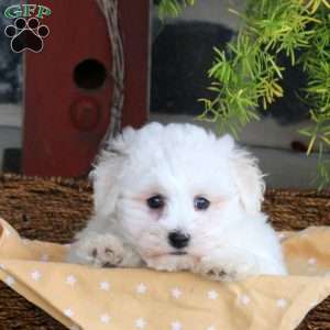 Fletcher, Bichon Frise Puppy
