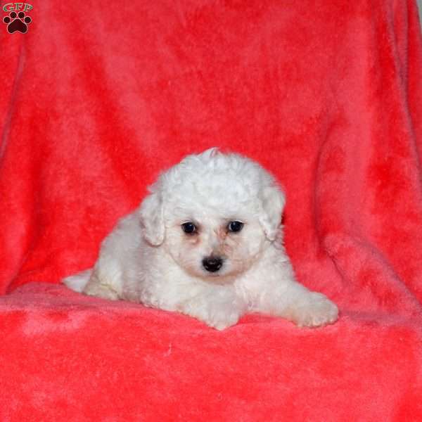 Flicka, Bichon Frise Puppy