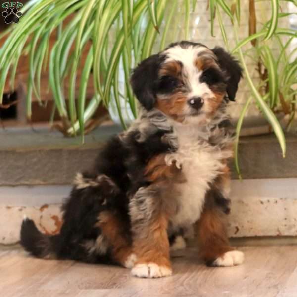 Flossie, Mini Bernedoodle Puppy