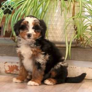 Flossie, Mini Bernedoodle Puppy