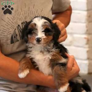 Flossie, Mini Bernedoodle Puppy