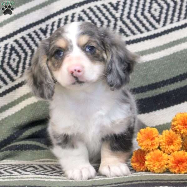 Fluffy, Dachshund Puppy