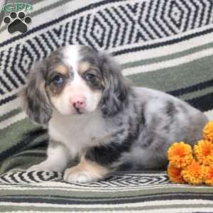 Fluffy, Dachshund Puppy