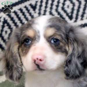 Fluffy, Dachshund Puppy