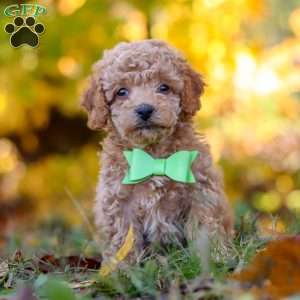 Flynn, Cavapoo Puppy
