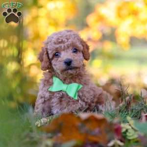 Flynn, Cavapoo Puppy