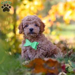 Flynn, Cavapoo Puppy
