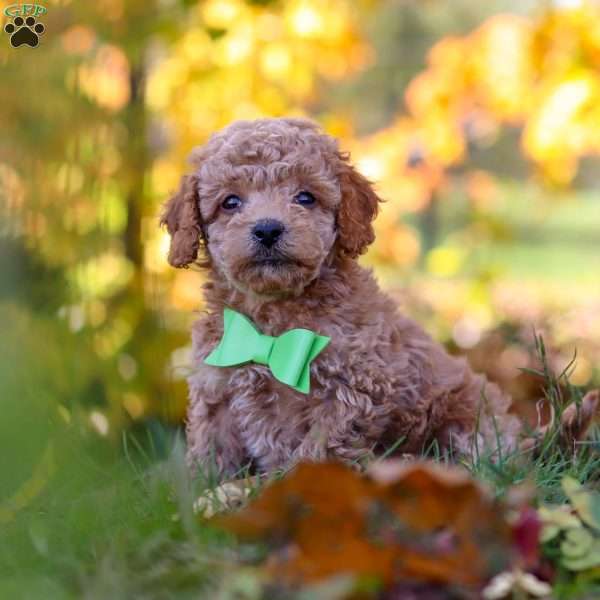 Flynn, Cavapoo Puppy