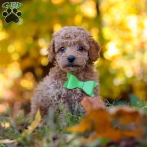 Flynn, Cavapoo Puppy