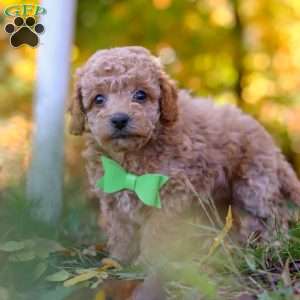 Flynn, Cavapoo Puppy