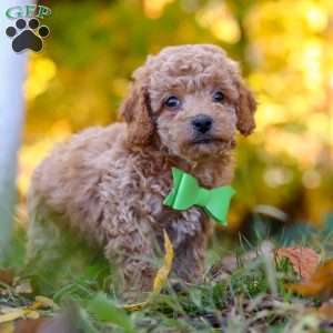 Flynn, Cavapoo Puppy