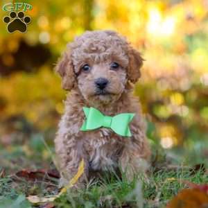 Flynn, Cavapoo Puppy