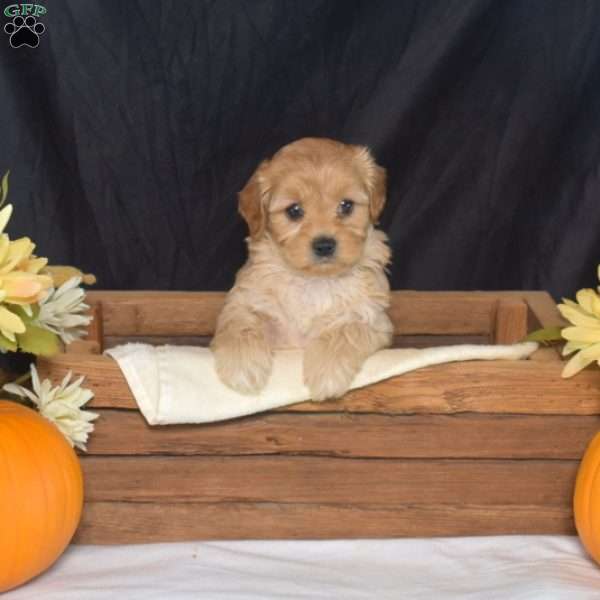 Foxy, Cavapoo Puppy