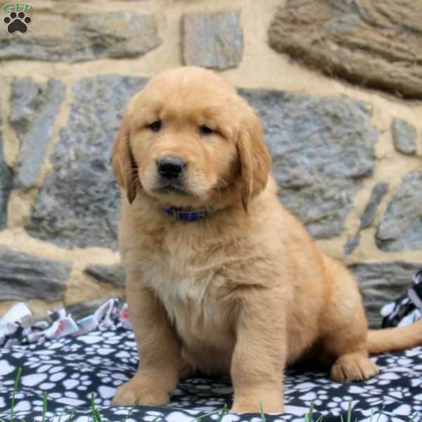 Frankincense, Golden Retriever Puppy
